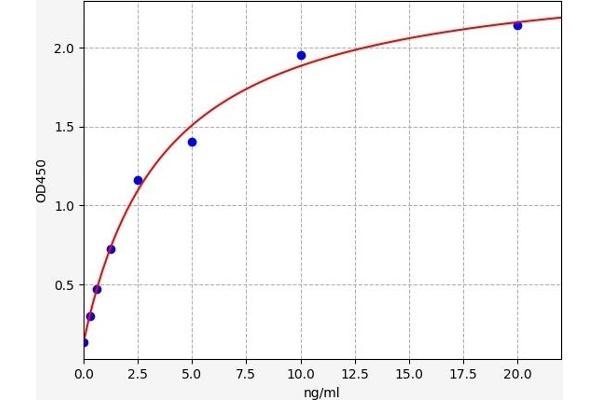 CTSC ELISA Kit