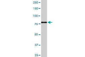 ABP1 MaxPab rabbit polyclonal antibody. (DAO antibody  (AA 1-751))