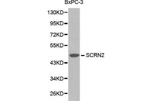 Western blot analysis of BxPC-3 cell lysate using SCRN2 antibody. (SCRN2 antibody  (AA 176-425))