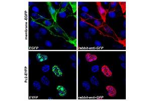 Confocal microscopy Confocal microscopy images of COS-7 cells transfected with expression constructs encoding membrane-tethered EGFP (membrane-EGFP; top) or nuclear Polycomb 2-EYFP fusion protein (Pc2-EYFP; bottom). (GFP antibody)
