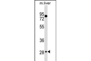 TEF Antibody (C-term) (ABIN1536856 and ABIN2838216) western blot analysis in mouse liver tissue lysates (35 μg/lane). (TEF antibody  (C-Term))