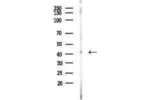 anti-Mitogen-Activated Protein Kinase 11 (MAPK11) (C-Term) antibody