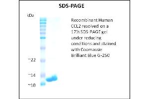 SDS-PAGE (SDS) image for Chemokine (C-C Motif) Ligand 2 (CCL2) (Active) protein (ABIN5509366) (CCL2 Protein)