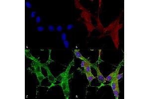 Immunocytochemistry/Immunofluorescence analysis using Mouse Anti-beta 4 Spectrin Monoclonal Antibody, Clone S393-2 (ABIN2485678). (SPTBN4 antibody  (AA 1621-1832) (PerCP))