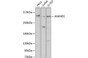 Western blot analysis of extracts of various cell lines, using  antibody  at 1:1000 dilution. (ANKHD1 antibody  (AA 1620-1800))