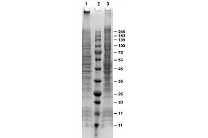 SDS-PAGE of A431 Whole Cell Lysate Stimulated with EGF (50ng/mL). (A431 Whole Cell Lysate (EGF Stimulated))