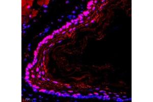 Immunofluorescence (Paraffin-embedded Sections) (IF (p)) image for anti-Endonuclease VIII-Like 1 (NEIL1) antibody (ABIN7073820)
