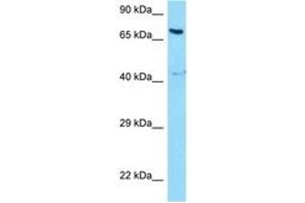 NCOA5 anticorps  (AA 266-315)