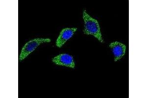 Immunofluorescence (IF) image for anti-Tumor Necrosis Factor Receptor Superfamily, Member 1A (TNFRSF1A) (AA 17-43) antibody (ABIN3029363)