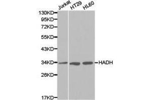 Western Blotting (WB) image for anti-Hydroxyacyl-CoA Dehydrogenase (HADH) antibody (ABIN1872934) (HADH antibody)