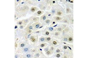 Immunohistochemical analysis of SSX5 staining in mouse liver formalin fixed paraffin embedded tissue section. (SSX5 antibody)