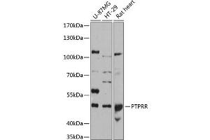 Western blot analysis of extracts of various cell lines, using PTPRR antibody (ABIN6132537, ABIN6146471, ABIN6146473 and ABIN6215854) at 1:3000 dilution. (PTPRR antibody  (AA 240-400))