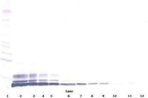 Image no. 1 for anti-Chemokine (C-C Motif) Ligand 3-Like 1 (CCL3L1) antibody (ABIN465213) (CCL3L1 antibody)