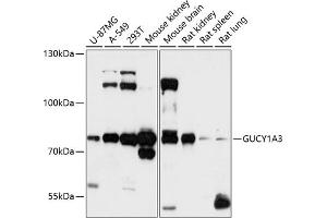 Western blot analysis of extracts of various cell lines, using GUCY1 antibody (ABIN6127969, ABIN6141533, ABIN6141534 and ABIN6216446) at 1:3000 dilution. (GUCY1A1 antibody  (AA 1-120))