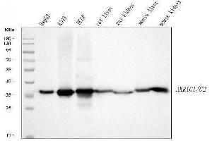 Western blot analysis of AKR1C1/C2 using anti-AKR1C1/C2 antibody (ABIN5692785). (AKR1C2 antibody  (AA 1-123))