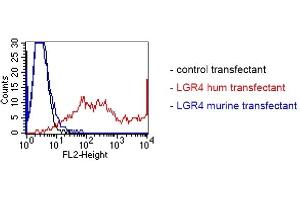 LGR4 antibody