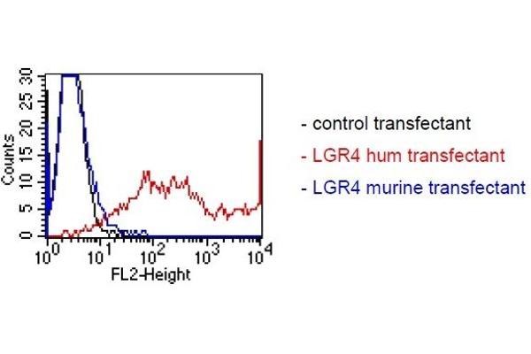 LGR4 antibody