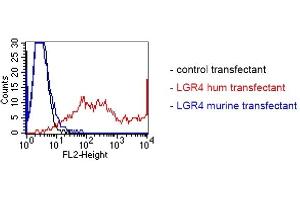 FACS analysis of BOSC23 cells using BBX-1H1 (ABIN1720913). (LGR4 antibody)