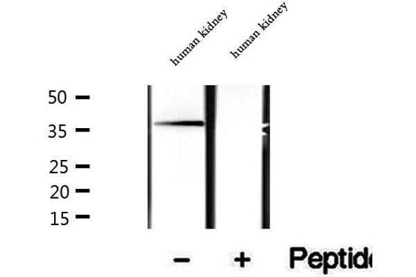 SUGT1 antibody  (C-Term)