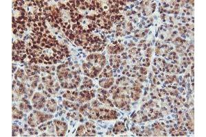 Image no. 3 for anti-CoA Synthase (COASY) antibody (ABIN1497556) (COASY antibody)