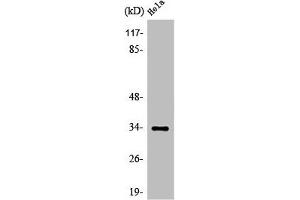 Western Blot analysis of COLO205 cells using Olfactory receptor 4X1 Polyclonal Antibody (OR4X1 antibody  (C-Term))