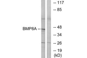Western blot analysis of extracts from COLO cells, using BMP8A antibody. (BMP8A antibody  (C-Term))