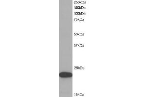 ABIN184674 (1µg/ml) staining of HeLa lysate (35µg protein in RIPA buffer). (PYCARD antibody  (C-Term))