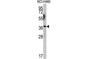 Western Blotting (WB) image for anti-Engrailed Homeobox 2 (EN2) antibody (ABIN3003224)