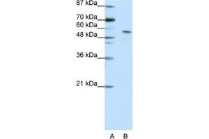 Western Blotting (WB) image for anti-Insulinoma-Associated 2 (INSM2) antibody (ABIN2461951) (INSM2 antibody)