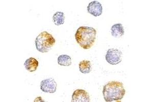 Immunohistochemistry (IHC) image for anti-Kinesin Family Member 5A (KIF5A) (Middle Region) antibody (ABIN1030974) (KIF5A antibody  (Middle Region))