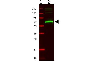 Western Blot of rabbit anti-mouse serum albumin. (Albumin antibody)