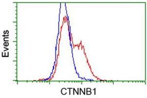 Image no. 3 for anti-Catenin (Cadherin-Associated Protein), beta 1, 88kDa (CTNNB1) antibody (ABIN1496895) (CTNNB1 antibody)