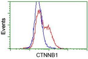 Image no. 3 for anti-Catenin (Cadherin-Associated Protein), beta 1, 88kDa (CTNNB1) antibody (ABIN1496895) (CTNNB1 antibody)