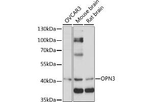 Western blot analysis of extracts of various cell lines, using OPN3 antibody (ABIN7269102) at 1:1000 dilution. (OPN3 antibody  (AA 300-400))