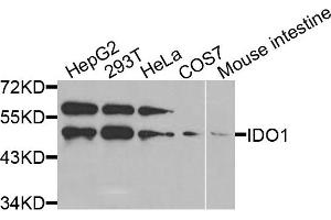 Western blot analysis of extracts of various cells, using IDO1 antibody. (IDO1 antibody)