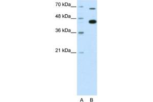 Western Blotting (WB) image for anti-Zinc Finger and BTB Domain Containing 33 (ZBTB33) antibody (ABIN2461801) (ZBTB33 antibody)