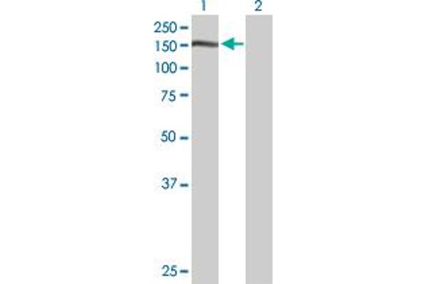 Nidogen 1 antibody  (AA 1-1114)