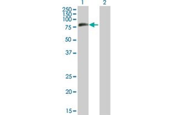 MTMR8 antibody  (AA 1-704)