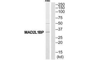 Western blot analysis of extracts from K562 cells, using MAD2L1BP antibody. (MAD2L1BP antibody  (N-Term))