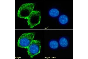 Immunofluorescence staining of fixed RAW264. (Recombinant TIM3 antibody)