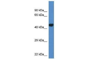 Western Blot showing Pcyt2 antibody used at a concentration of 1. (PCYT2 antibody  (N-Term))