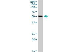 CNDP1 MaxPab rabbit polyclonal antibody. (CNDP1 antibody  (AA 1-507))