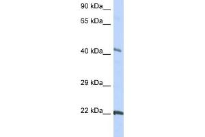 WB Suggested Anti-GJC1 Antibody Titration:  0. (GJC1 antibody  (Middle Region))