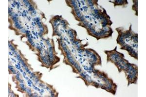 IHC testing of FFPE mouse intestine with Peroxiredoxin 5 antibody. (Peroxiredoxin 5 antibody  (AA 66-198))