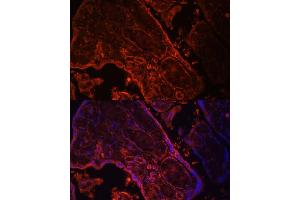 Immunofluorescence analysis of human placenta cells using WNT3A antibody (ABIN3021018, ABIN3021019, ABIN3021020, ABIN1513690 and ABIN6213915) at dilution of 1:100. (WNT3A antibody  (AA 1-352))