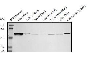 Western Blotting (WB) image for anti-Cytochrome P450 1A (CYP1A) antibody (ABIN108743) (CYP1A antibody)
