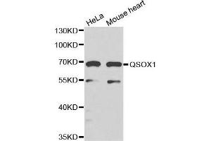 Western blot analysis of extracts of various cell lines, using QSOX1 antibody. (QSOX1 antibody)