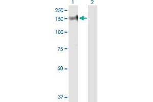 Western Blot analysis of PHKA2 expression in transfected 293T cell line by PHKA2 MaxPab polyclonal antibody. (PHKA2 antibody  (AA 1-1235))