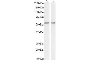 (ABIN571249) (0. (Septin 4 antibody  (AA 33-44))