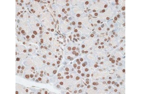 ZNF177 antibody